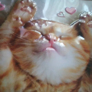 Meet your Posher, Sxphie